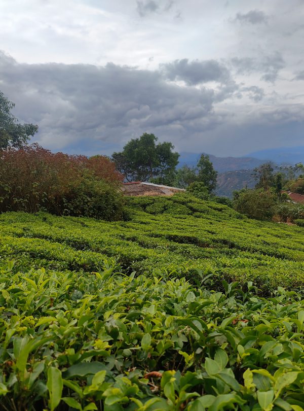 destinasi-kebun-teh-malabar